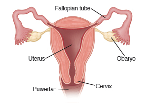 Larawan na nagpapakita ng hinati sa gitna na bahagi ng uterus, na may mga Fallopian tube, ovary, cervix, at pwerta.