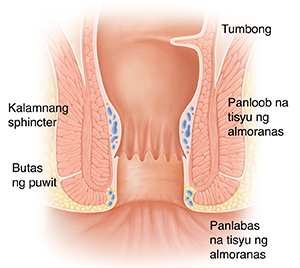 Cross section ng normal na tumbong at puwit.